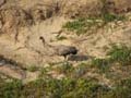 Emu on the Dunes